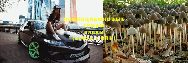PSILOCYBIN Бородино